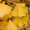 Autumn Gold Ginkgo - 5 Gallon