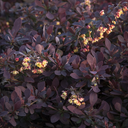 Lava Nugget Martha Barberry - 1 Gallon