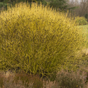 Yellow Twig Dogwood - 2 Gallon