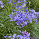 Queen Anne Agapanthus - 1 Gallon