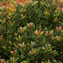Dwarf Yedda Hawthorn - 1 Gallon