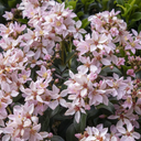 Ballerina Indian Hawthorn - 1 Gallon