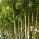 Golden Bamboo - 5 Gallon