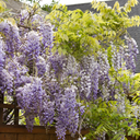 Texas Purple Japanese Wisteria - 1 Gallon