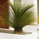 Mexican Grass Tree - 10 Gallon