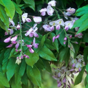 Shiro‑Beni Silky Wisteria