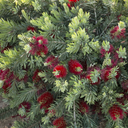 Little John Dwarf Bottlebrush