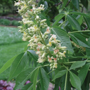 Autumn Splendor Horse Chestnut - 5 Gallon