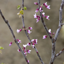 Mexican Redbud - 5 Gallon