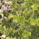 Mexican Redbud - 5 Gallon