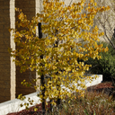 Mexican Redbud - 5 Gallon