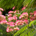 Ombrella Mimosa Tree - 5 Gallon