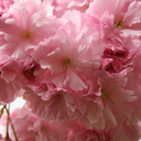 Kwanzan Cherry
