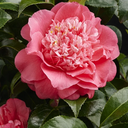 Kumasaka Camellia - 5 Gallon