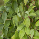 Virginia Creeper - 1 Gallon