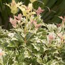 Goshiki Osmanthus - 1 Gallon