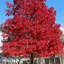 October Glory Maple - 15 Gallon