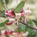 Peaches and Cream Honeysuckle - 1 Gallon