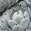Artichoke Agave