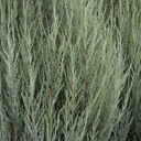 Skyrocket Juniper - 5 Gallon