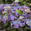 Seaside Serenade Cape May Hydrangea - 2 Gallon
