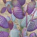 Santa Rita Tubac Prickly Pear - 3 Gallon