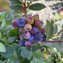 Bountiful Belle Blueberry - 2 Gallon