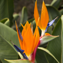 Bird of Paradise - 1 Gallon