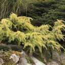 Cedrus Feelin' Sunny Deodar - 5 Gallon Patio Tree