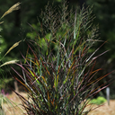 Hot Rod Switch Grass - 1 Gallon