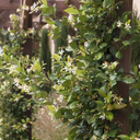 Madison Star Jasmine