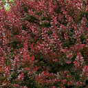 Cherry Bomb Japanese Barberry - 1 Gallon