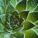 Lace Aloe - 1 Gallon