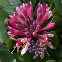 Goldflame Honeysuckle