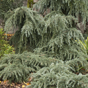 Feelin' Blue Deodar Cedar - 5 Gallon Patio Tree