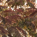 Summer Chocolate Mimosa Tree