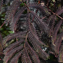 Chocolate Fountain Mimosa Tree - 5 Gallon