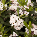 Eternal Fragrance Daphne