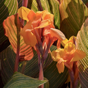 Tropicanna Canna - 2 Gallon