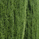 Blue Italian Cypress - 5 Gallon