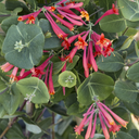 Major Wheeler Coral Honeysuckle - 1 Gallon