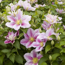 Little Duckling Clematis - 1 Gallon