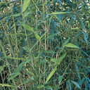 Bissett Bamboo - 5 Gallon