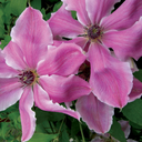 Vancouver Mystic Gem Clematis