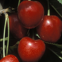 Stella Cherry  - 7 Gallon