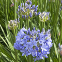 Midknight Blue Agapanthus - 1 Gallon
