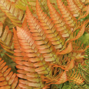 Brilliance Autumn Fern - 2 Gallon