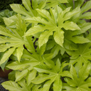 Japanese Aralia - 1 Gallon