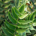 Jurassic Stegosaurus Holly Fern