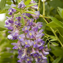 Blue Moon Kentucky Wisteria